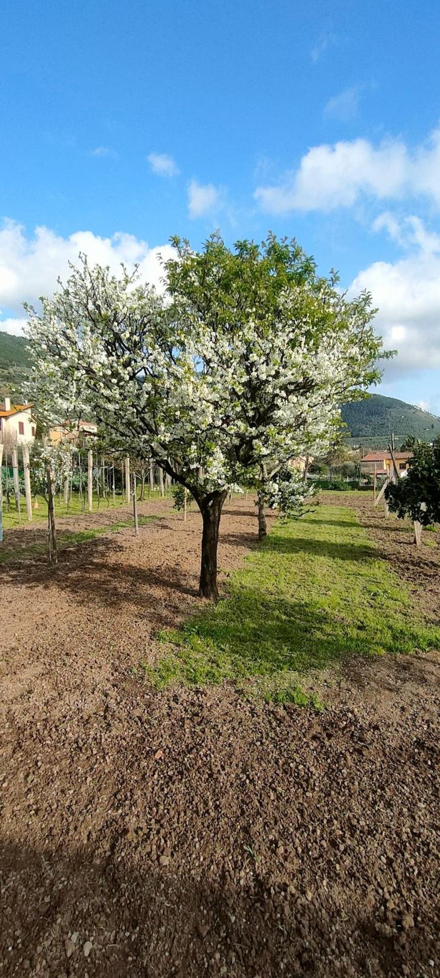 La Tenuta Di Eva Πίζα Εξωτερικό φωτογραφία