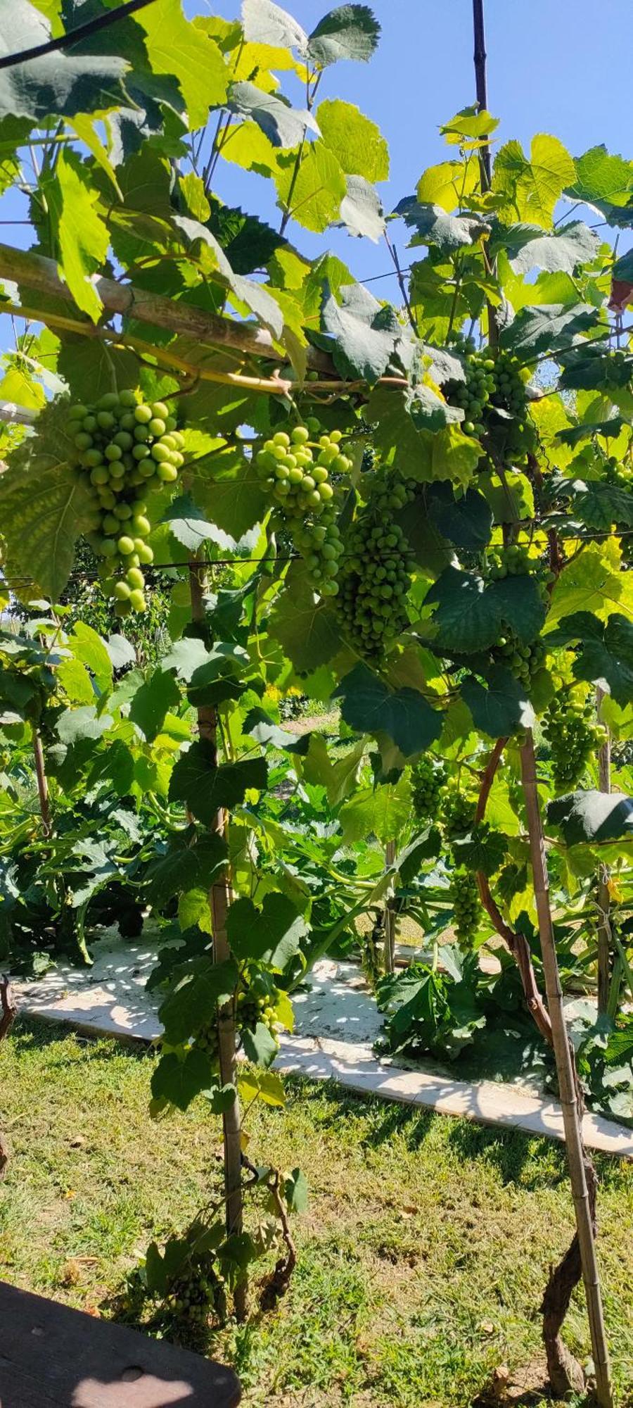 La Tenuta Di Eva Πίζα Εξωτερικό φωτογραφία